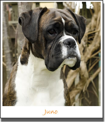 Juno