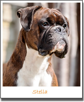 Stella